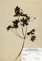 藏品(單花牻牛兒苗)的圖片